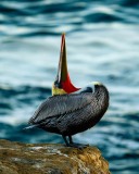 20240106-ImagesOfPMD-002