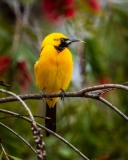 20250503-ImagesOfPMD-005