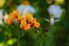 20250615-ImagesOfPMD-006