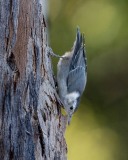 20250615-ImagesOfPMD-007