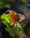 20250717-ImagesOfPMD-008