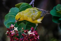 20250717-ImagesOfPMD-009