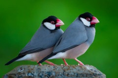 20250720-ImagesOfPMD-010