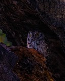 20240408-ImagesOfPMD-001