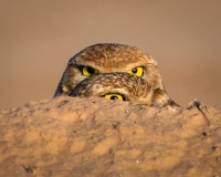 20240420-ImagesOfPMD-002