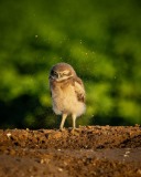 20240602-ImagesOfPMD-004