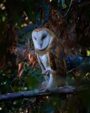 20241013-ImagesOfPMD-006