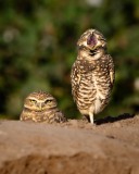 20241026-ImagesOfPMD-007