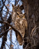 20241226-ImagesOfPMD-008