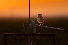 20250624-ImagesOfPMD-009