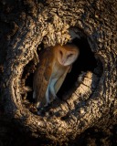 20250807-ImagesOfPMD-011