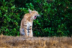 20250815-ImagesOfPMD-006