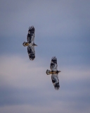 20260127_PairOfEagles