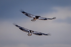 20260127_PairOfEagles2 20260127_PairOfEagles2