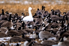 20260127_SnowGoose