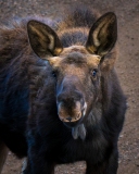 20260128_Moose