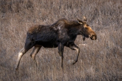 20260128_Moose2