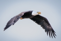 20260208_Eagle