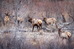 20260208_Elk