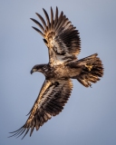 20260212_Eagle