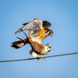 20260212_Kestrel 20260212_Kestrel