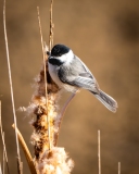 20260223_chickadee