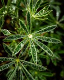 20230315-ImagesOfPMD-015