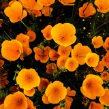 20230401-ImagesOfPMD-017